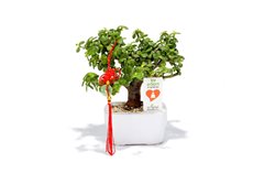 עציצים ממותגים למשרד